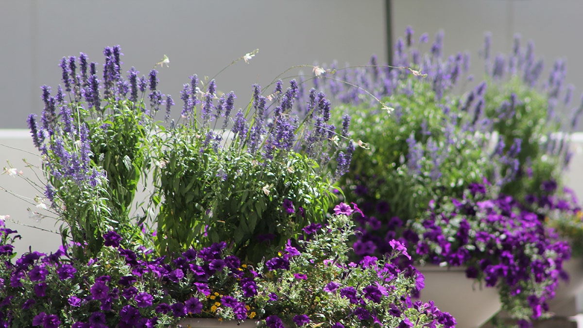 Purple flowers on the San Juan College Campus