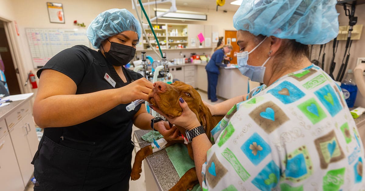 Affordable Veterinary Services of North Arkansas